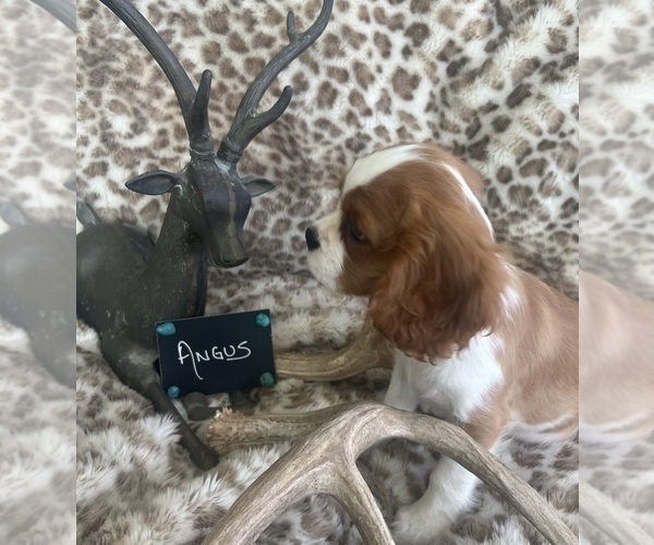 Medium Photo #8 Cavalier King Charles Spaniel Puppy For Sale in ABILENE, TX, USA