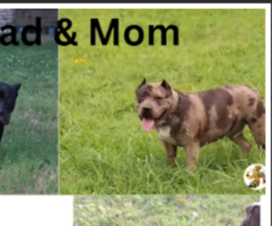 Mother of the American Bully puppies born on 03/24/2025