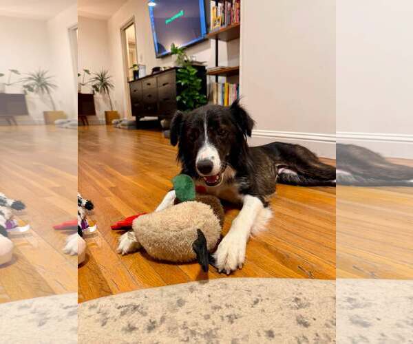 Medium Photo #4 Border Collie-Unknown Mix Puppy For Sale in Paso Robles, CA, USA