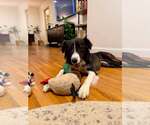 Small #3 Border Collie Mix