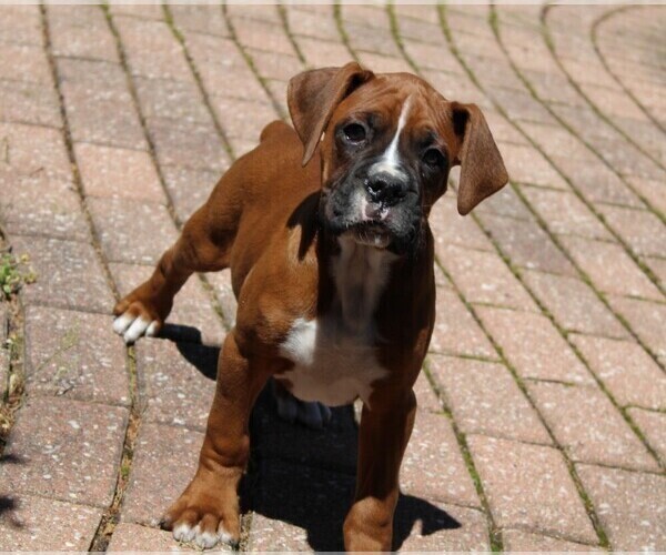 Medium Photo #8 Boxer Puppy For Sale in SHIPSHEWANA, IN, USA