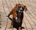 Small #7 Boxer