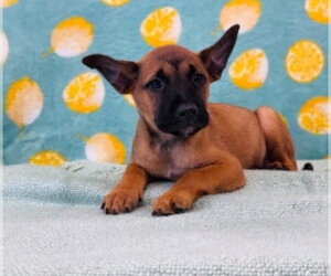 Shepradors Dogs for adoption in Lakewood, CO, USA