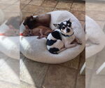Small #1 Mutt