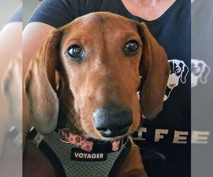 Dachshund Dogs for adoption in Sioux Falls, SD, USA