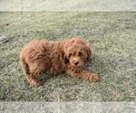 Small #2 Goldendoodle (Miniature)