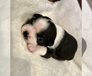 Boston Terrier Puppy for sale in WASHBURN, MO, USA