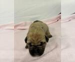 Small Photo #2 Cane Corso Puppy For Sale in CAMBY, IN, USA