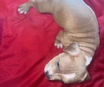 Small #5 American Bully