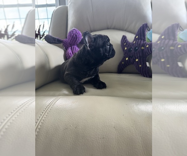 Medium Photo #2 French Bulldog Puppy For Sale in TREVOSE, PA, USA