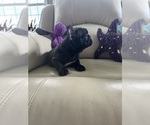 Small #1 French Bulldog