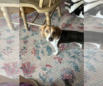 Small #1 Beagle