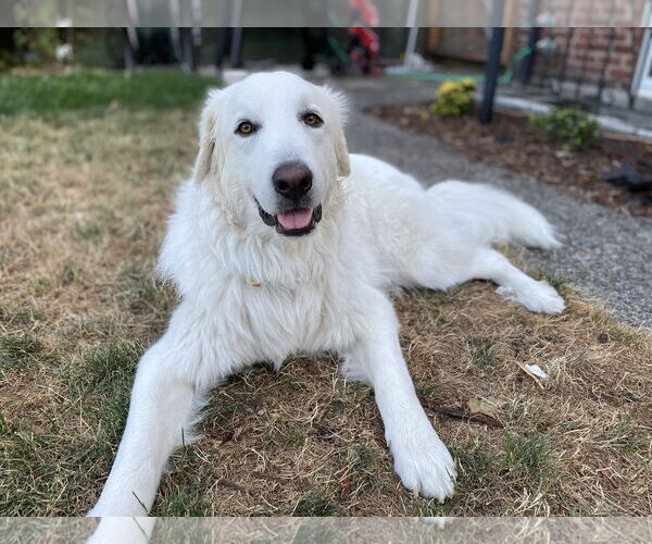 Medium Photo #2 Great Pyrenees Puppy For Sale in Spring, TX, USA