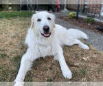 Small #1 Great Pyrenees