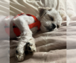 Small #6 Mutt