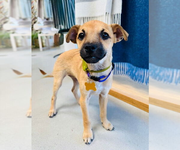 Medium Photo #4 Chihuahua-Unknown Mix Puppy For Sale in Marina Del Rey, CA, USA