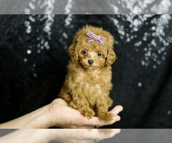 Medium Photo #1 Poodle (Toy) Puppy For Sale in WARSAW, IN, USA