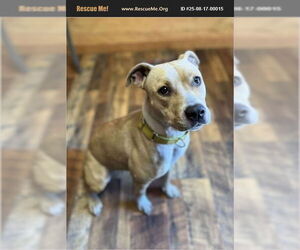 Anais - Female Mutt Dog for Adoption - Photo #2