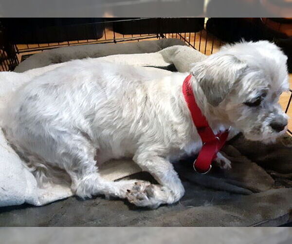 Medium Photo #7 Lhasa Apso-Unknown Mix Puppy For Sale in Deepwater, NJ, USA
