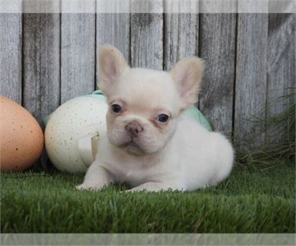 Medium Photo #17 French Bulldog Puppy For Sale in NAPLES, FL, USA