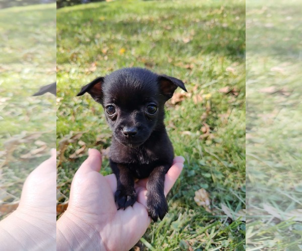 Medium Photo #2 Chiranian Puppy For Sale in St. Louis Park, MN, USA