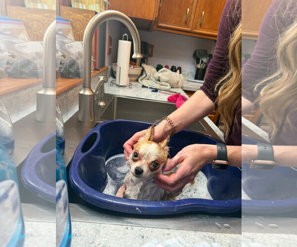 Medium Photo #3 Chihuahua-Unknown Mix Puppy For Sale in Grafton, WI, USA