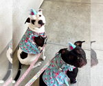 Small Photo #4 American Staffordshire Terrier-Unknown Mix Puppy For Sale in Dana Point, CA, USA