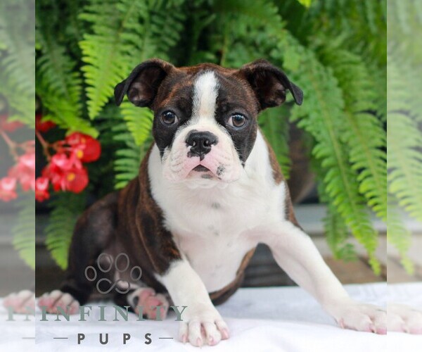Medium Photo #1 Boston Terrier Puppy For Sale in MYERSTOWN, PA, USA