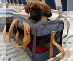 Small Photo #73 Boerboel Puppy For Sale in LAS CRUCES, NM, USA