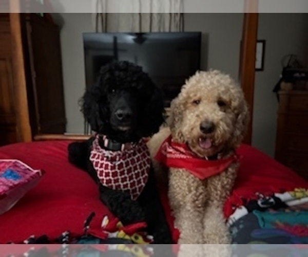 Medium Photo #10 Poodle (Standard) Puppy For Sale in BEAVER, WV, USA