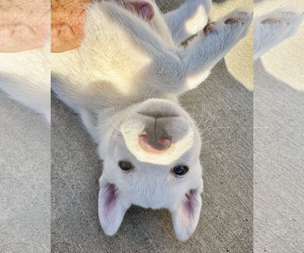 Medium Photo #10 Gerberian Shepsky Puppy For Sale in Corona, CA, USA