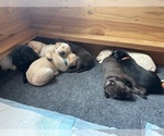 Small #9 Labrador Retriever