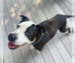 Small #15 Mutt