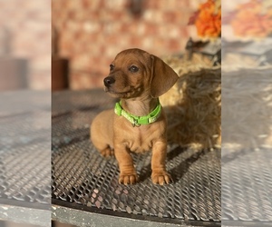 Dachshund Puppy for Sale in DEMING, New Mexico USA