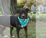 Small #1 Rottweiler Mix
