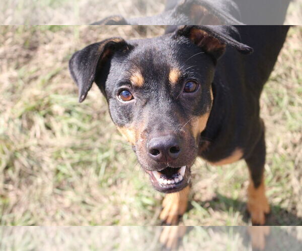 Medium Photo #3 Mutt Puppy For Sale in Jackson, MS, USA