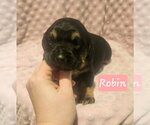 Small #4 Coonhound Mix