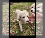 Small #12 Great Pyrenees