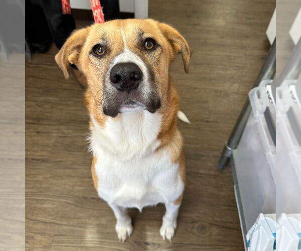 Medium Photo #7 Mutt Puppy For Sale in Canton, CT, USA