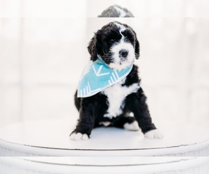 Bernedoodle Puppy for Sale in GRANTS PASS, Oregon USA
