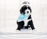 Small Photo #1 Bernedoodle Puppy For Sale in GRANTS PASS, OR, USA