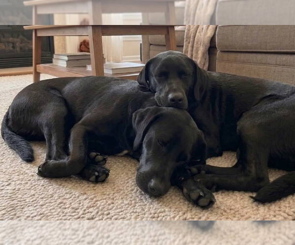 Medium Photo #4 Labrador Retriever Puppy For Sale in Grovertown, IN, USA