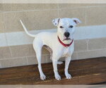 Small #3 Great Dane Mix