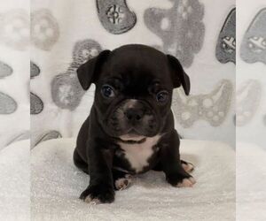 French Bulldog Puppy for sale in JOHNS ISLAND, SC, USA