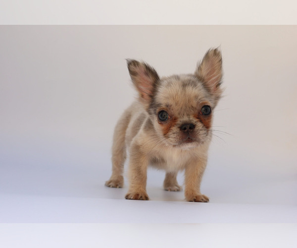 Medium Photo #5 French Bulldog Puppy For Sale in TAMPA, FL, USA