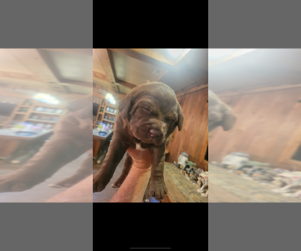 Medium Photo #2 Labradinger Puppy For Sale in NEW CONCORD, OH, USA