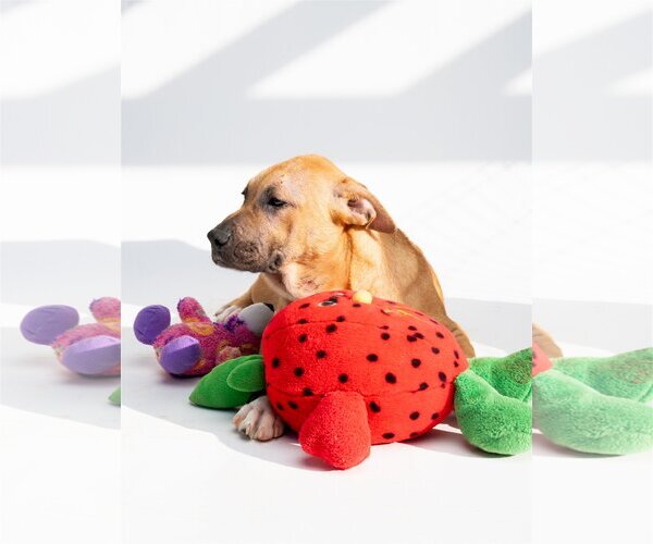 Medium Photo #2 Mastiff-Unknown Mix Puppy For Sale in Jackson, MS, USA