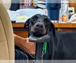 Small #3 Doberman Pinscher
