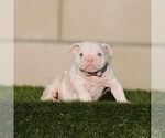 STORMY - Female English Bulldog Puppy for Sale - Small photo