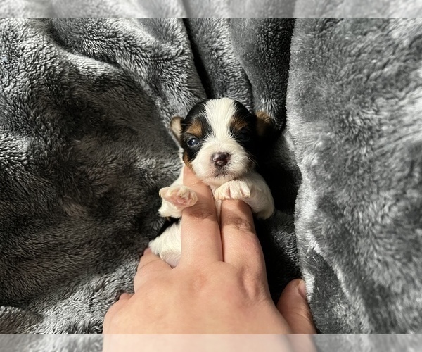 Medium Photo #3 Yorkshire Terrier Puppy For Sale in HAYWARD, CA, USA
